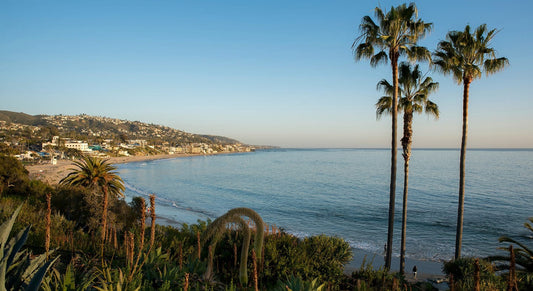 a beach with palm trees and water